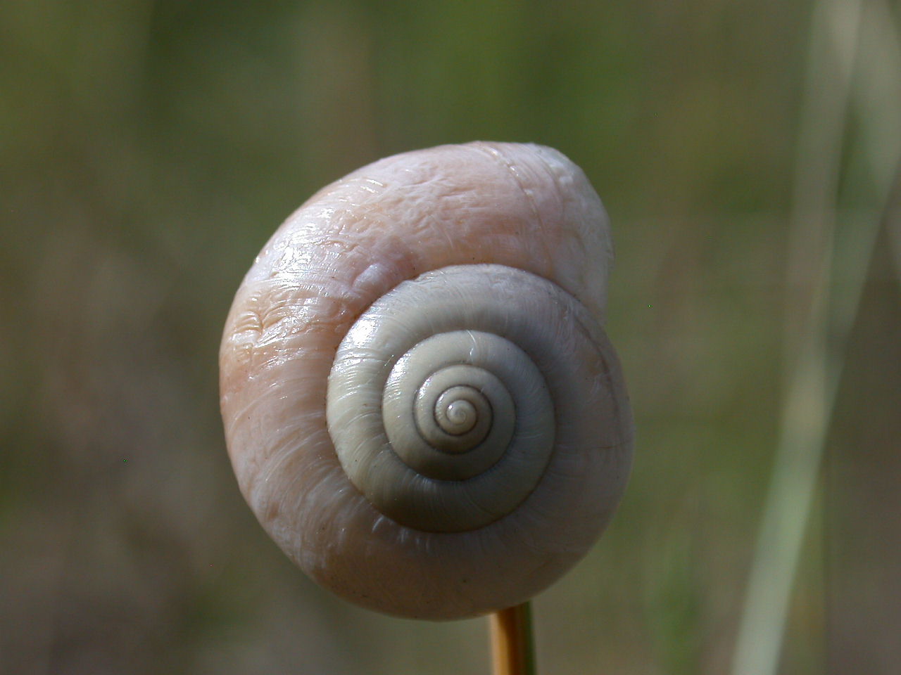 Monacha (Eutheba) cantiana (Montagu, 1803) - Abruzzo